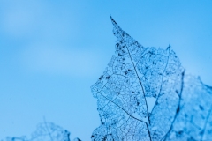 blauw-04a