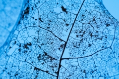 blauw-05a