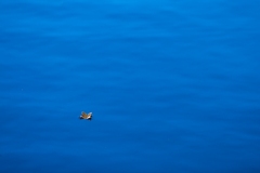 blauw-06a