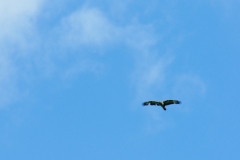 SONY DSC